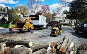 How Our Tree Care Process Works  in Cheltenham Village, PA